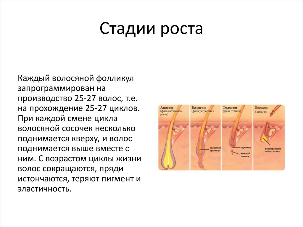 Волос рост условие