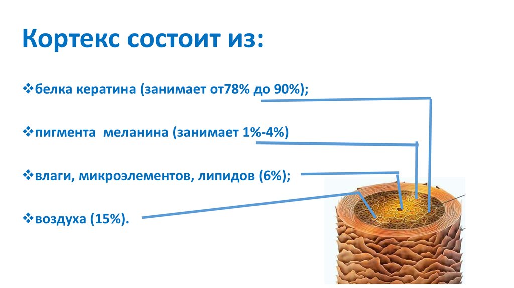 Кортекс волоса. Стержень волоса состоит из следующих слоёв. Строение волокон кортекса волоса. Строение волоса Кортекс. Микроэлементы строения волоса человека.