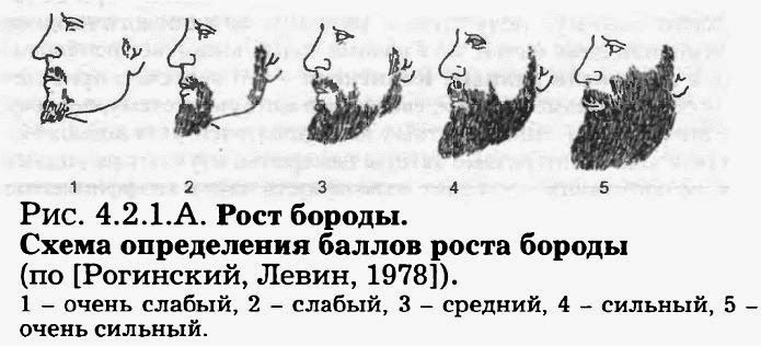 Как увеличить рост бороды. Схема роста бороды. Степень развития бороды. Этапы роста бороды. Степени роста бороды.