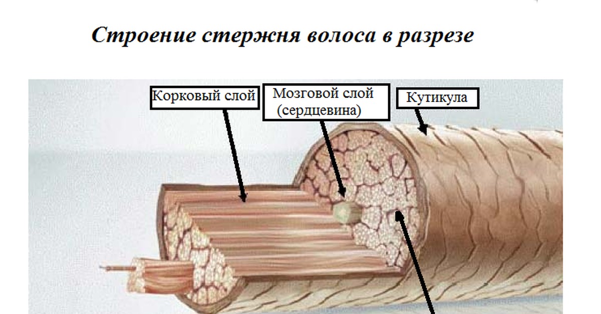 Строение волоса фото