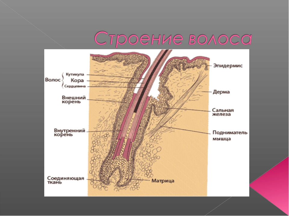 Корни волос. Строение кутикулы волоса. Строение корня волоса. Строение волоса человека гистология. Слои кутикулы волоса.