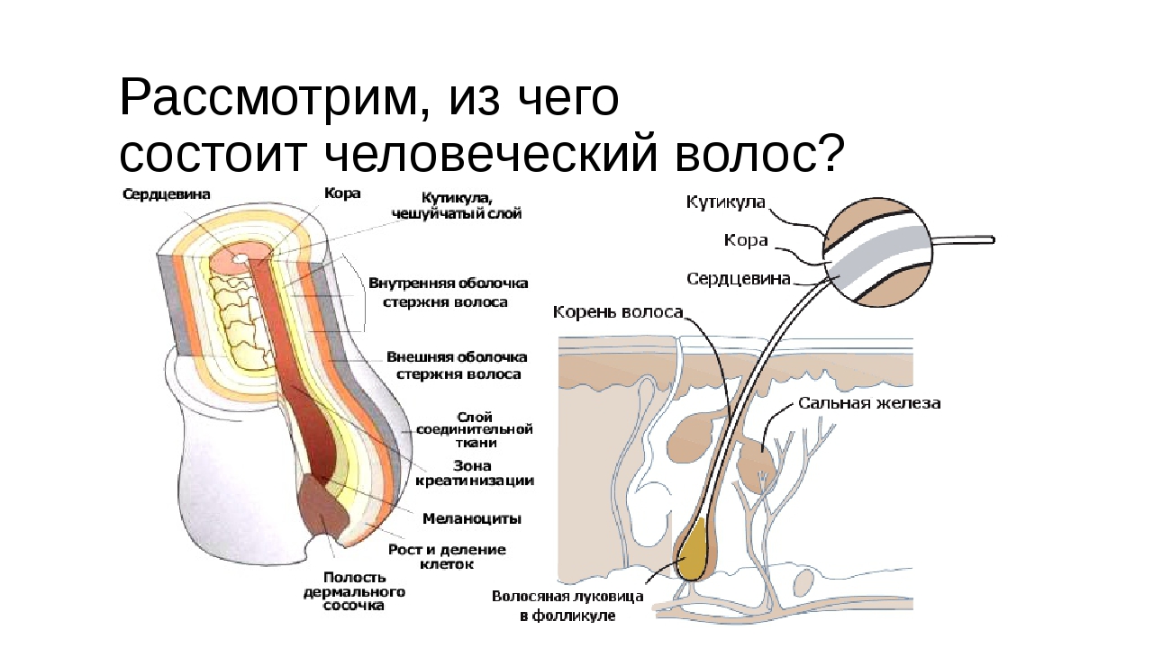 Строение волоса