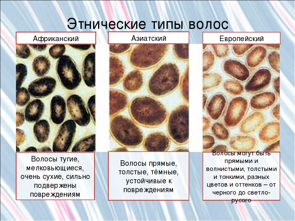 Типы волос. Этнические типы волос. Типы волос азиатские европейские. Характеристика, типы и виды волос. Характеристика типов волос.