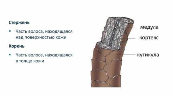 Кортекс волоса. Структура волос Кортекс кутикула Медула. Строение волоса кутикула Кортекс Медула. Строение волоса схема кутикула Кортекс Медула. Строение волоса Кортекс и кутикула.