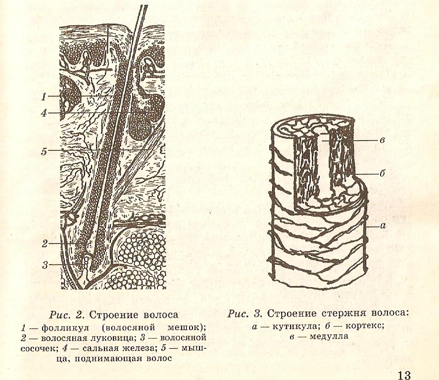 Структура волоса