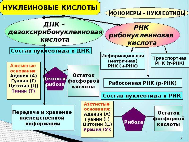 Виды нуклеиновых кислот. Строение нуклеиновых кислот биохимия. Нуклеиновые кислоты химия 10. Опорный конспект по химии нуклеиновые кислоты. Строение и функции нуклеиновых кислот таблица 10 класс.