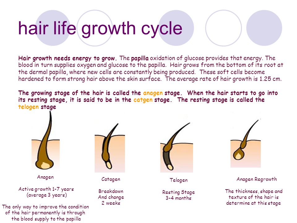 hair life growth cycle