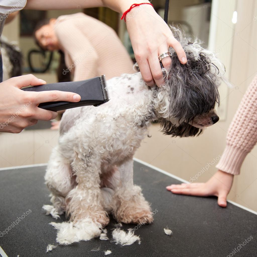 depositphotos 41221643 stock photo dog poodle cut their hair