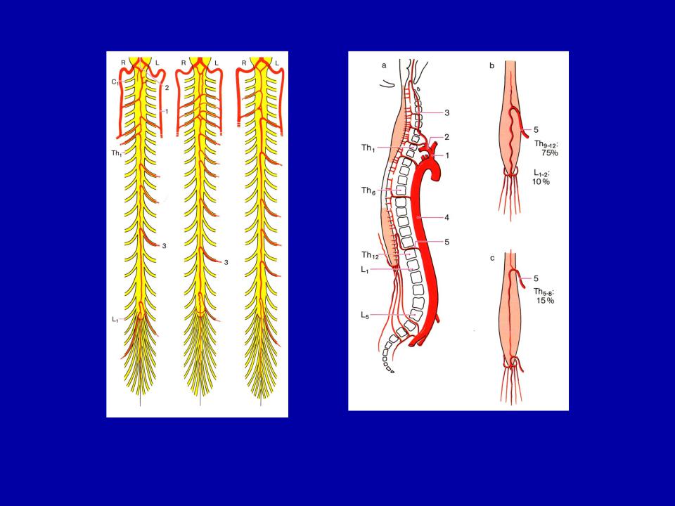 Развитие хвоста у людей. Конский хвост у человека в позвоночнике. Корешки конского хвоста дифференцированы. Длинный позвоночник хвост человека.