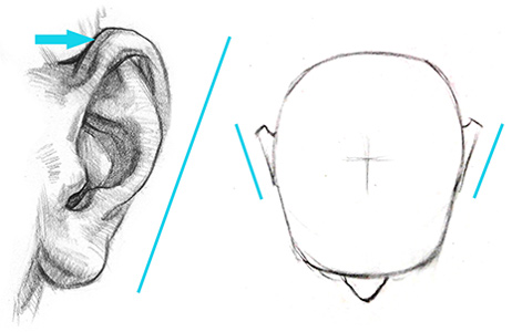 ear front angle direction top view