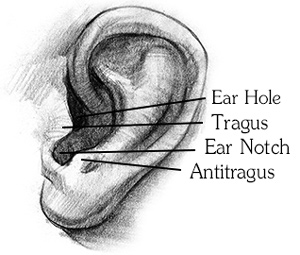 ear diagram drawing