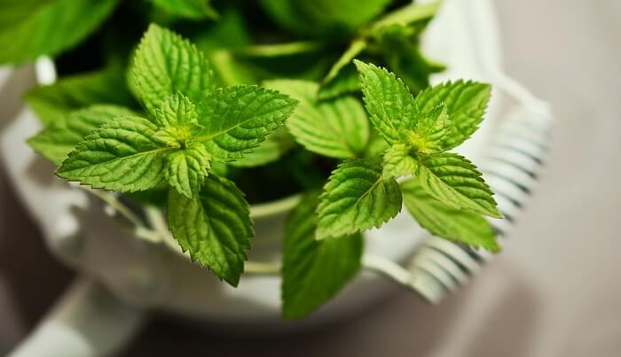 peppermint plant in pot